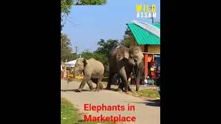 Elephants came for Marketing