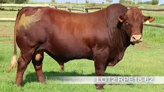 PV2021 LOT2 CLIP RPE18 62