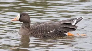 White Fronted Geese Calls