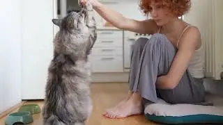Stop Cat Biting Fast! 4 Secrets Every Owner Needs