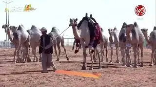 عرض الإبل في فئة مفاريد قعدان اللون: شقح
