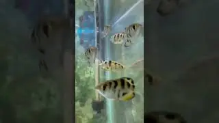 Freshwater Oddball Fish: Archerfish