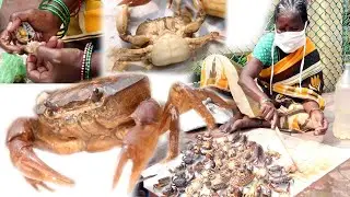 Amazing Crab Cutting | Fastest Dungeness Crabs Clean and Cutting | Best crab cutting videos