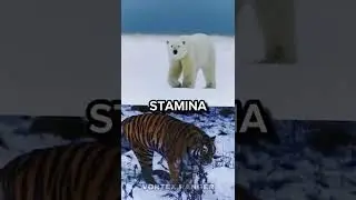Polar Bear (Female) VS Siberian Tiger #shorts #wildlife #animals