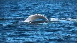 Swimming with Humpback Whales