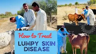 Lumpy Skin Disease in Cattle | Symptoms, Treatment, Prevention, Vaccine Schedule & Complete Guide