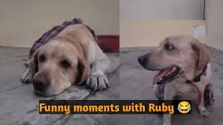 Funny moments with Ruby #labpuppy #labrador #dog