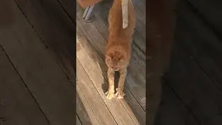 There's The Kitty! Time To Go Inside Milo!