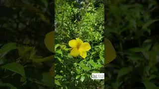 Khao Sok National Park - Romanee Hot Springs