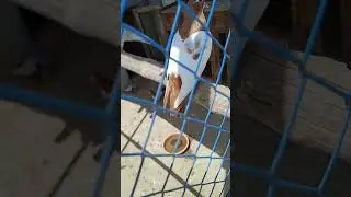 lal khal yellow gull #birds #peagion #parrot #kabootarbazi #animallover #kabootar