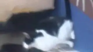 The crazy cat attacking a empty Filter strip