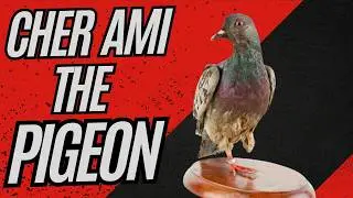 Cher Ami: The Pigeon Hero Who Saved a Battalion in World War I