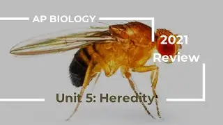 AP Biology Unit 5 Review 2020