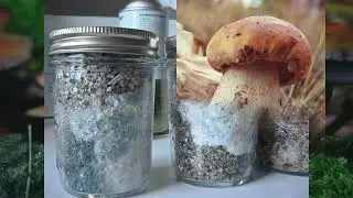 MUSHROOM CONTAMINATION -UPDATED