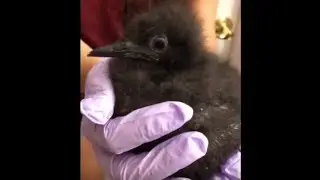 Baby Bird Bonanza - Lots of Orphaned & Rescued Baby Birds