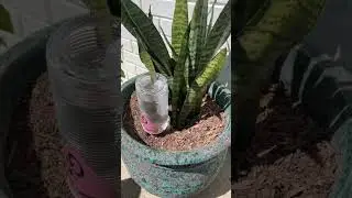 Amazon Garden Finds!!