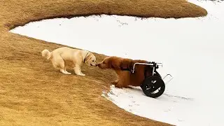 A Paralyzed Dog's Reunion with His Best Friend Will Touch Your Heart