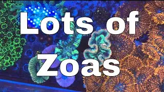 This Weeks Coral Auctions (1st February)