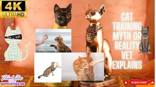 Cat Training Myth or Reality A Vet Explains