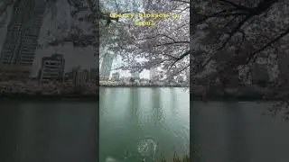 Cherry Blossom in Seoul. #bollywood #korea #bts