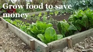 How to Save Big Money by Growing Food (A Complete Guide)