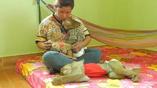 Smart Kako Luna And Olly Taking Nap | KAKO LIFE