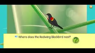 Starfall Presents Redwing Blackbird