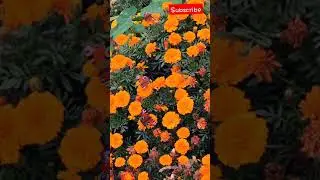 NATURE FLOWERS 🌺🌹🌹😚😁🎵🤙 NATURE WORLD91 YOU 🌿🎵 NATURE SHORTS 🩳😁🩳