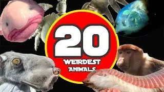 20 OF THE WEIRDEST ANIMALS THAT EVER EXISTED!