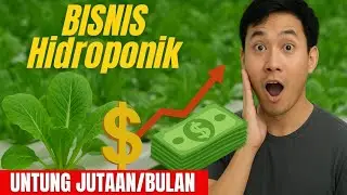 Bisnis Hidroponik: Modal Kecil, Untung Jutaan Tiap Bulan! (Studi Kasus Nyata)