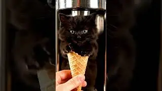 CAT in an Ice Cream Cone Magical Surreal Video #shorts #trending#cat  #SurrealFantasy #IceCream