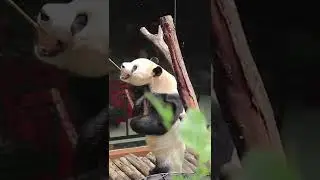 Waah&hellip; Cai Tao, si Giant Panda Lagi curhat nih, sahabat satwa! 🤭