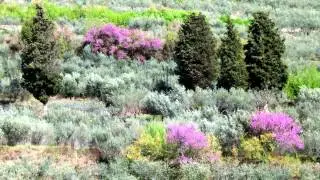 UMBRIA - TREKKING  SPELLO - COLLEPINO [full HD]