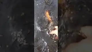 Village fishing in Small water#fishingvideo #handfishing #shorts