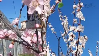 Посадили самое полезное растение Китая Анапа хутор Красный/Китайский финик унаби польза и вред
