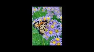 Centennial Minutes: Seed Collection with ELIZABETH NORMAN