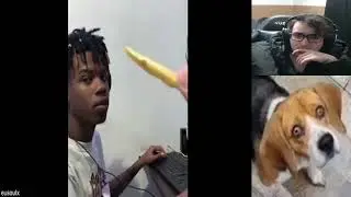 POTATO-THIEVING DOG