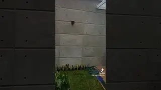 Instalaci&oacute;n de paneles de concreto en paredes exteriores #shorts #concreto #terrazas #patios