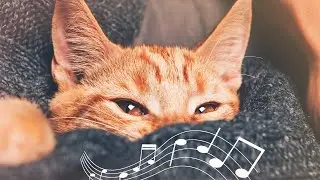 Cat Music ♬ Indian Music for Cats With Ocean Sounds - Stress Relief