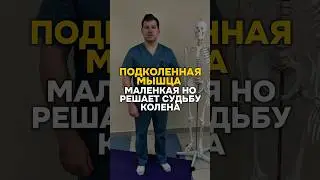 Подколенная мышца маленькая но решает судьбу колена