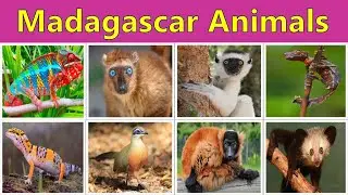 Strangest Creatures of Madagascar | Madagascar&rsquo;s Weird Creatures | English Vocabulary