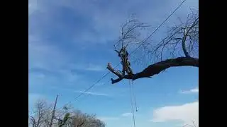 jcs arborist cutting branch near powerline san antonio mp4