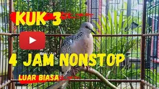 Burung tekukur untuk pikat di alam liar | cocok untuk kamu yang suka pancing derkuku di alam liar.