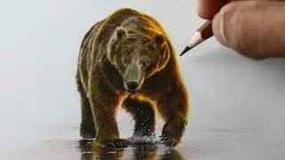 Como desenhar um Urso pardo