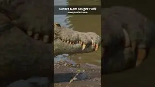 Sunset Dam Lower Sabie Kruger National Park PK Safaris