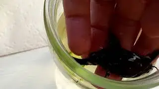 Agamyxis sound / агамикс звук