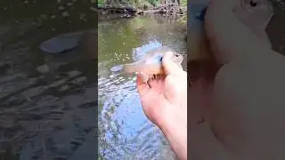😳Log Hoppers do&hellip; 😮
