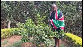 Farm Update:  Gardening and tending my fruit trees on Jamuhuri / Republic day