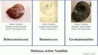 Mollusca, ordine Nautilida Heads Domatoceras Deltocymatoceras Aipoceratoidea Unicorn Nautilus Nine