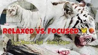 Gentle Tiger Queen vs Hungry Tiger King 🐯🍖 | Salty & Sugar&rsquo;s Eating Styles